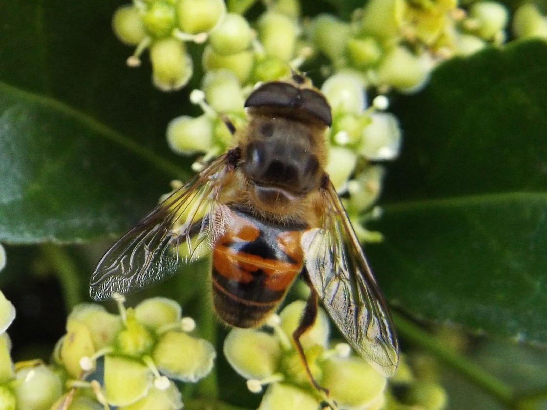 Syrphidae: Eristalis tenax, maschio